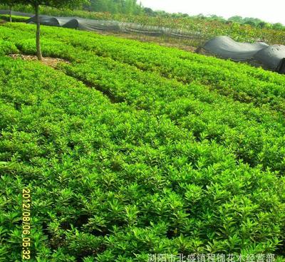 優化產品供應，為綠化工程注入新活力