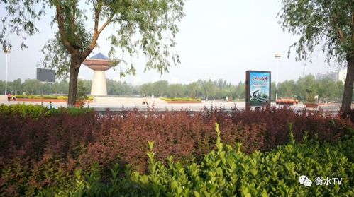 阜城縣穩步推進五大綠化工程，繪就生態新畫卷